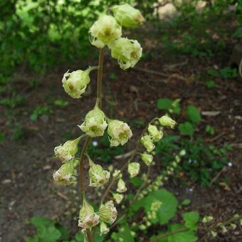 Geum rivale 'Elfenbein'