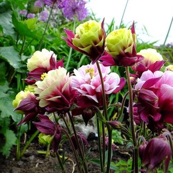 Aquilegia Vulgaris 'WINKY Double Red-White'