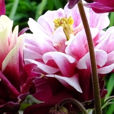 Aquilegia Vulgaris 'WINKY Double Red-White' - Aquilegia Vulgaris 'WINKY Double Red-White'