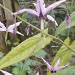 Epimedium fargesii 'Pink Constellation' - 