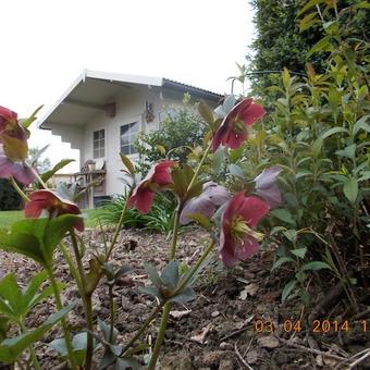 Helleborus orientalis 'Red Hybrids'