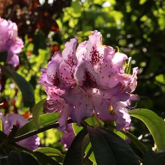 Rhododendron 'Blue Peter'