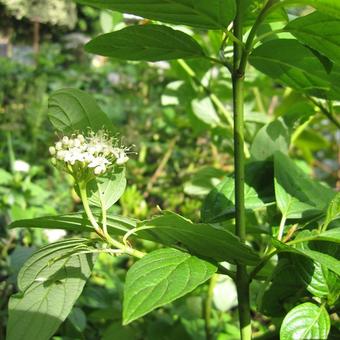 Cornus sericea 'Flaviramea'