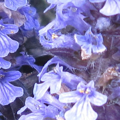 Ajuga reptans 'Braunherz' - Ajuga reptans 'Braunherz'