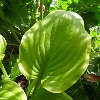 Hosta 'Lakeside Cha Cha'