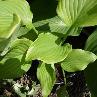 Hosta 'Lakeside Cha Cha'