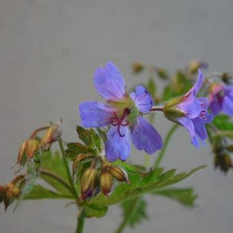 Geranium ‘Prelude’