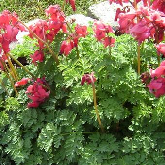 Dicentra 'King of Hearts'