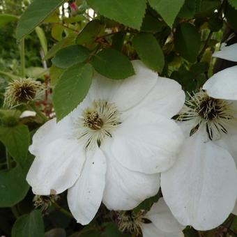 Clematis 'Guernsey Cream'