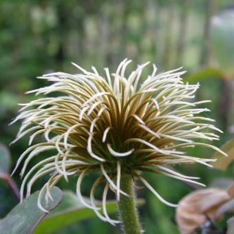 Clematis 'Guernsey Cream'