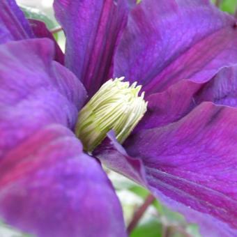 Clematis 'Warszawska Nike'