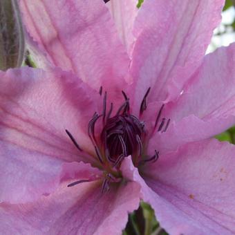 Clematis 'Hagley Hybrid'