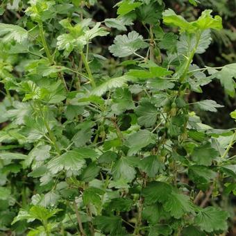 Ribes uva-crispa Hinnonmaki Röd