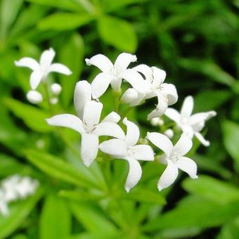 Galium odoratum