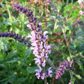 Salvia pratensis 'Pink Delight'