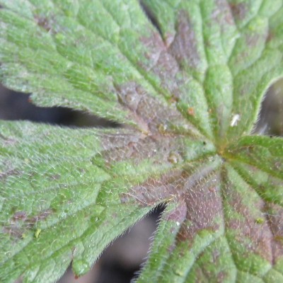 Geranium versicolor - Geranium versicolor