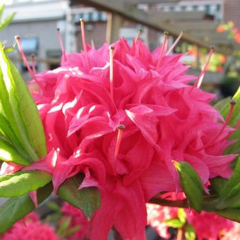 Rhododendron  'Homebush'