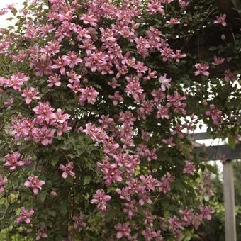 Clematis montana 'Broughton Star'