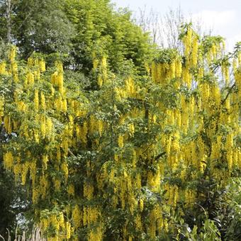 Laburnum