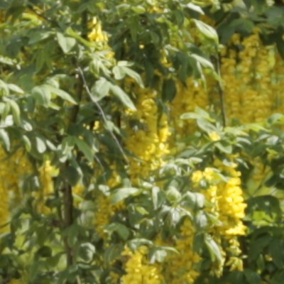 Laburnum - 