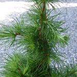 Larix kaempferi 'Little Bogle' - 