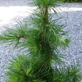 Larix kaempferi 'Little Bogle'