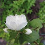 Philadelphus 'Manteau d'Hermine' - SERINGAT ''MANTEAU D'HERMINE' ,  JASMIN DES POÈTES