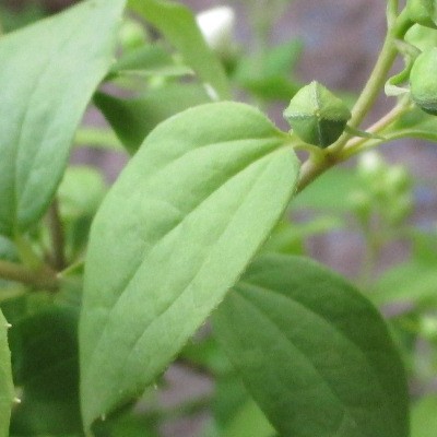 Philadelphus 'Manteau d'Hermine'