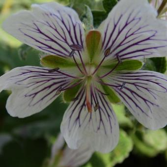 Geranium renardii