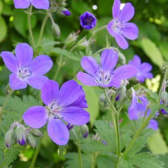 Geranium sylvaticum 'Mayflower'