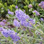 Ceanothus 'Concha' - 