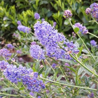 Ceanothus 'Concha'