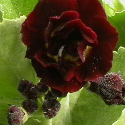 Primula auricula 'Black Jack' - 