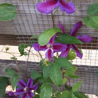 Clematis 'Mrs. N. Thompson'