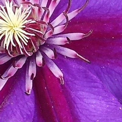 Clematis 'Mrs. N. Thompson' - 