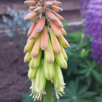 Kniphofia uvaria 'Grandiflora'