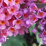 Buddleja x weyeriana 'Bicolor' - 