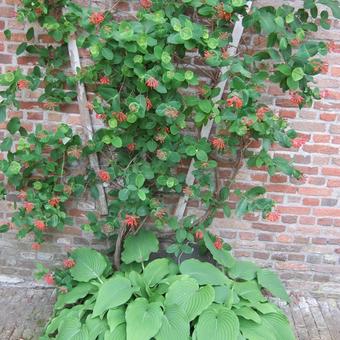 Lonicera x brownii 'Dropmore Scarlet'