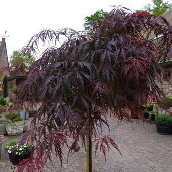 Acer palmatum 'Tamukeyama'