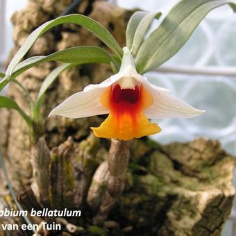 Dendrobium bellatulum