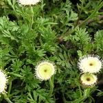 Leptinella atrata - 