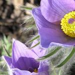 Pulsatilla halleri 'Budapest Seedling' - 