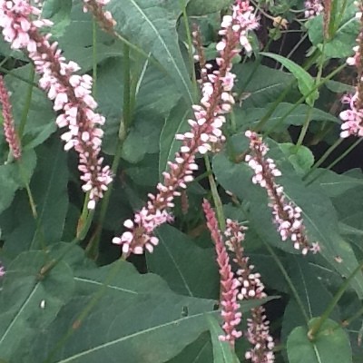 Persicaria amplexicaulis 'High Society' - Persicaria amplexicaulis 'High Society' - Persicaria amplexicaulis 'High Society'