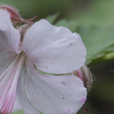 Geranium x cantabrigiense 'Biokovo' - Geranium x cantabrigiense 'Biokovo'