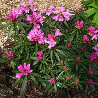 Rhododendron ponticum 'Graziella'