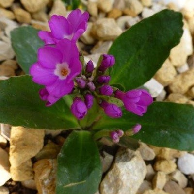 Primula hirsuta - 