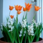 Tulipa 'Ballerina' - 