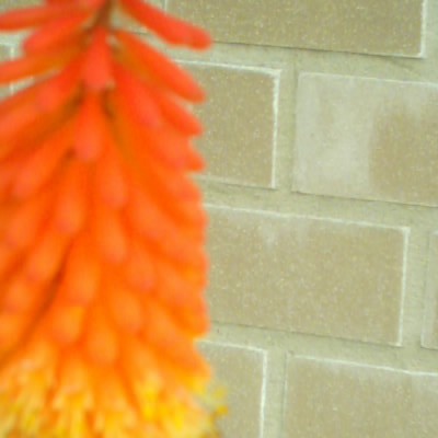 Kniphofia uvaria 'Grandiflora' - 