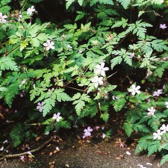 Geranium robertianum