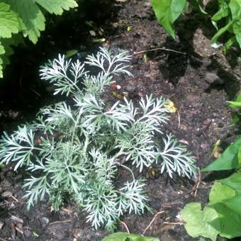 Artemisia ludoviciana 'Silver Queen'